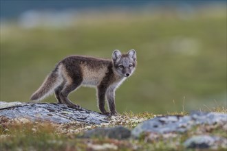 Arctic fox (Alopex lagopus), Varanger, Northern Norway, Norway, Europe