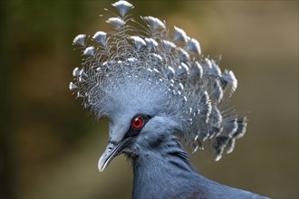 Victoria crowned pigeon (Goura victoria), animal portrait, Mount Hagen, Western Highlands, Papua