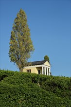 Yellow temple with columns as vineyard cottage with single poplar in between Maikammer and