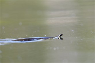 Grass snake (Natrix natrix) swimming in the water of the river Peene, Naturpark Flusslandschaft