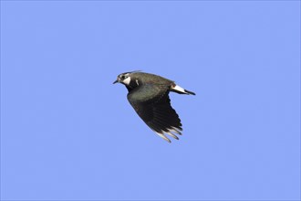 Northern lapwing (Vanellus vanellus), peewit in flight against blue sky