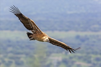 Griffon vulture (Gyps fulvus) Old world vulture, flying, circling, foraging in the sky, Monfragüe