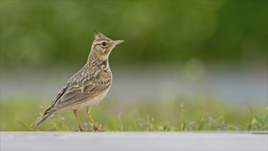 Crested Lark (Galerida cristata) with raised bonnet, Monfragüe National Park, Villareal de San