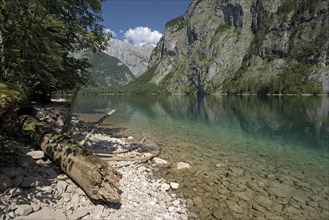 Obersee, above the Königssee, lakeshore with dead tree, Schönau, Königssee, Berchtesgaden National