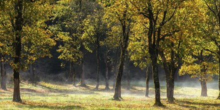 Engtal valley, large maple in the morning dew, sycamore maple (Acer pseudoplatanus) in glorious