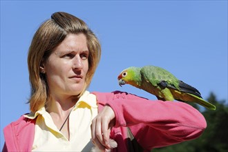 Woman with ecuador amazon (Amazona autumnalis lilacina), France, Europe