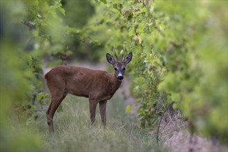 Roebuck in summer, Wittlich, Rhineland-Palatinate, Germany, Europe