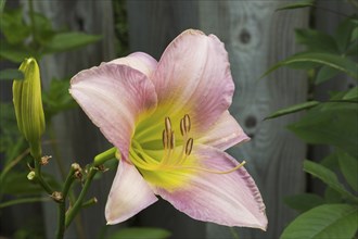 Daylily (Hemerocallis) flower in summer, Quebec, Canada, North America