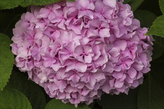 Pink Bigleaf Hydrangea (Hydrangea macrophylla) flowerhead in summer, Quebec, Canada, North America