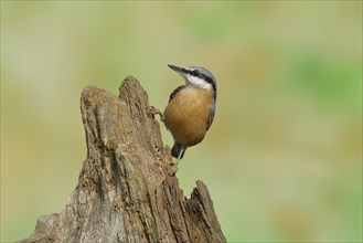 Eurasian nuthatch (Sitta europaea), sitting on dead wood, Wilden, North Rhine-Westphalia, Germany,