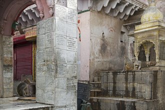 Macaque monkeys at traditional bathhouse in Mathura, Uttar Pradesh, India, Asia