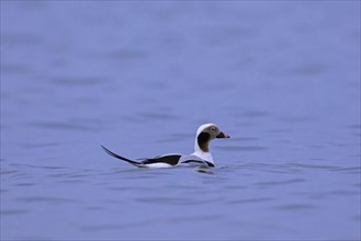 Long-tailed duck (Clangula hyemalis) male swimming in sea in winter