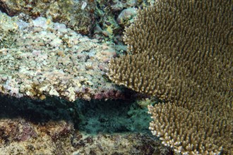 View from above left after coral bleaching dead Hyacinth table coral (Acropora hyacinthus) Hyacinth