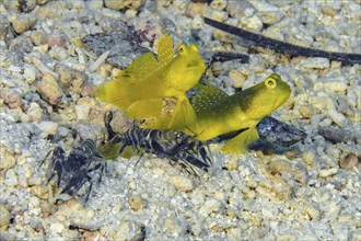 Symbiotic behaviour of pair of yellow prawn-goby (Cryptocentrus cinctus) and pair of marbled