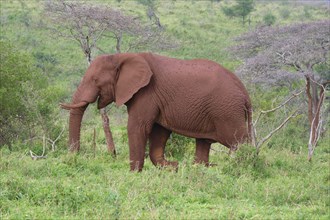 African bush elephant (Loxodonta africana) covered with red soil walking in the savannah, Kwazulu