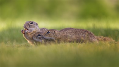 European ground squirrel (Spermophilus citellus) curious and interested, group foraging, steppe