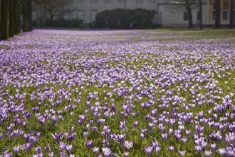 Pillnitz crocus meadows, thousands of crocuses herald spring in the meadows of Pillnitz Palace Park