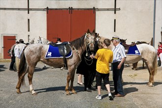 Every year at Easter there are about 5 processions in Lusatia, each with about 200 riders. The