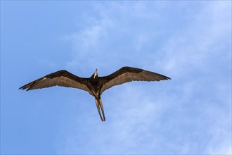 Frigate bird 'Fregata magnificens' gliding overhead in blue sky Celestun, Yucatan, Mexico, Central