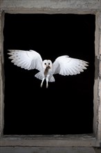 Common barn owl (Tyto alba) with captured mouse, Bitburg, Rhineland-Palatinate, Germany, Europe