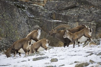 Alpine ibex (Capra ibex) herd with male and females during the rut in winter, Gran Paradiso