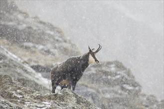 Chamois (Rupicapra rupicapra) female on mountain slope in the snow and mist in winter in the