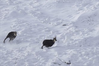 Chamois (Rupicapra rupicapra) male chasing away rival in the snow during the rut in winter in the