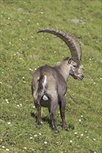 Alpine ibex (Capra ibex) male with big horns in summer in the Hohe Tauern National Park, Austrian