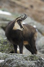 Chamois (Rupicapra rupicapra) amongst rocks in winter, Gran Paradiso National Park, Italian Alps,