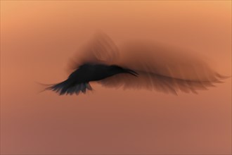 Common Tern (Sterna hirundo), flight study at sunset, in flight with motion blur of the wings,