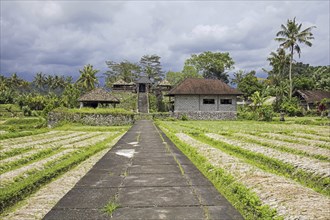 Rice field and little temple in the rural village Sideman in the Karangasem Regency, Bali,