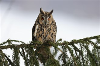 Long-eared owl (Asio otus), adult, on tree, in winter, snow, alert, Bohemian Forest, Czech