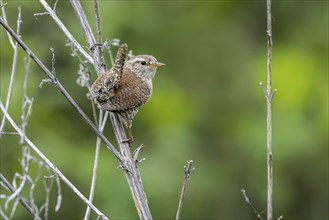 Eurasian wren (Troglodytes troglodytes), northern wren (Motacilla troglodytes) perched in dead bush