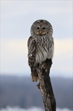 Ural Owl (Strix uralensis), adult, in winter, snow, perch, Bohemian Forest, Czech Republic, Europe