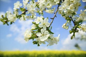 Apple blossom