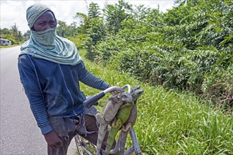 Surinamese man showing dead green iguanas (Iguana iguana) hanging from his bicycle, killed for the