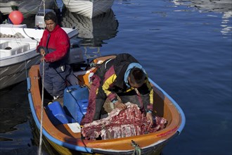 Inuit hunters unload muskox (Ovibos moschatus) meat from boat in the Uummannaq harbour,