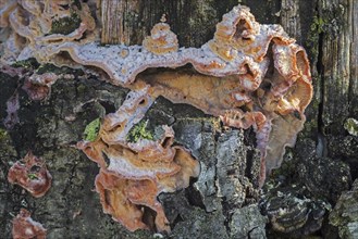 Trembling Merulius, jelly rot (Merulius tremellosus) white rot fungus on tree stump