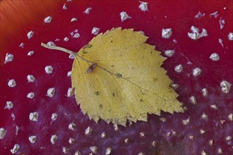 Birch leaf on top of cap of fly agaric (Amanita muscaria), fly amanita