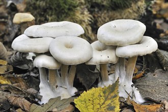 Chicken run funnel (Clitocybe phaeophthalma) (Clitocybe hydrogramma) among autumn leaves