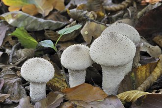 Common puffball, warted puffball, gem-studded puffball (Lycoperdon perlatum), devil's snuff-box