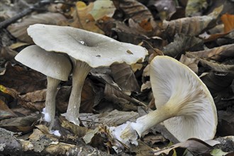 Clouded agaric (Lepista nebularis) Cloud funnel mushrooms showing underside with gills