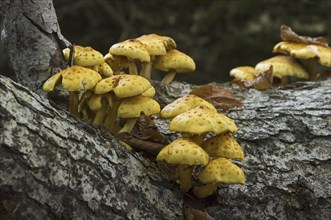 Golden scalycap (Pholiota aurivella) toadstools on beech tree