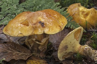 Greville's Bolete (Suillus grevillei), Larch Boletes, Bovine Bolete showing underside with pores