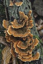 Turkey tail, Many Zoned Polypore, Turkeytail bracket fungus (Trametes versicolor) (Coriolus