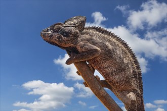 Malagasy giant chameleon (Furcifer oustaleti), Oustalet's chameleon, Central Highlands, Madagascar,