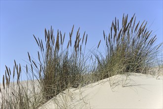 European marram grass (Ammophila arenaria), beachgrass growing as pioneer species along the North