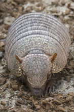 Screaming hairy armadillo (Chaetophractus vellerosus), small screaming armadillo, burrowing