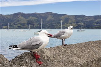 Möwen (Larinae), Hafen, Anlegesteg, Akaroa, Canterbury, Neuseeland