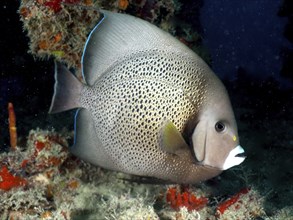 Gray angelfish (Pomacanthus arcuatus), dive site John Pennekamp Coral Reef State Park, Key Largo,